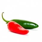 Jalepeno Pepper